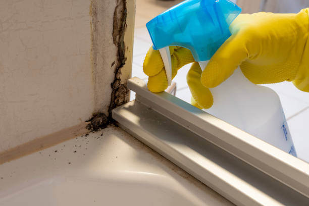 Best Black Mold Removal  in Walkerton, IN